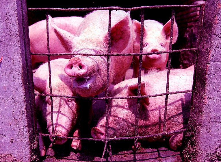 Smrtonosni svinjski virus proširio se Kinom. Svijetu prijeti nestašica svinja
