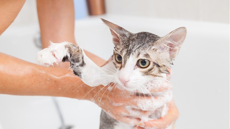 Naučite kako jednostavno napraviti šampon za mačke