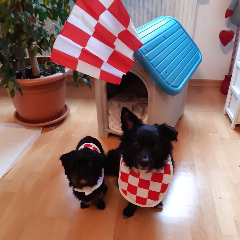 Preslatki Snoopy i Moony iz Samobora spremni su za utakmicu Hrvatske i Brazila