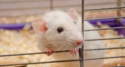 Znanstvenici vratili vid slijepim odraslim miševima