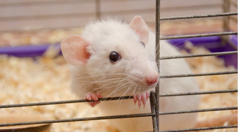 Znanstvenici slijepim miševima vratili vid: "Iskreno, bili smo oduševljeni"