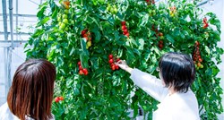 Počela prodaja genski uređenih rajčica koje smiruju i snižavaju tlak