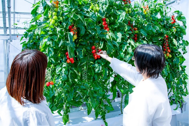 Počela prodaja genski uređenih rajčica koje nisu GMO, a smiruju