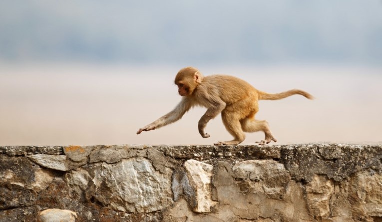 Indija zaposlila "ljude majmune" da tjeraju makakije tijekom summita G20