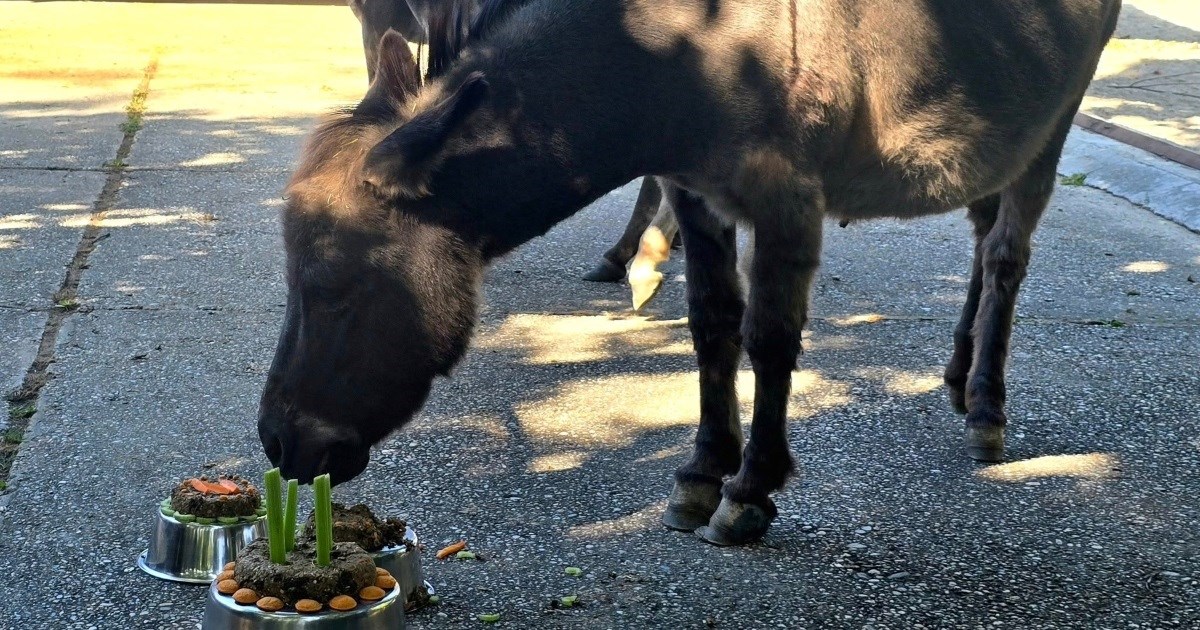 Magarac Nino iz ZOO Zagreba slavi 11. rođendan, evo kako je izgledala proslava