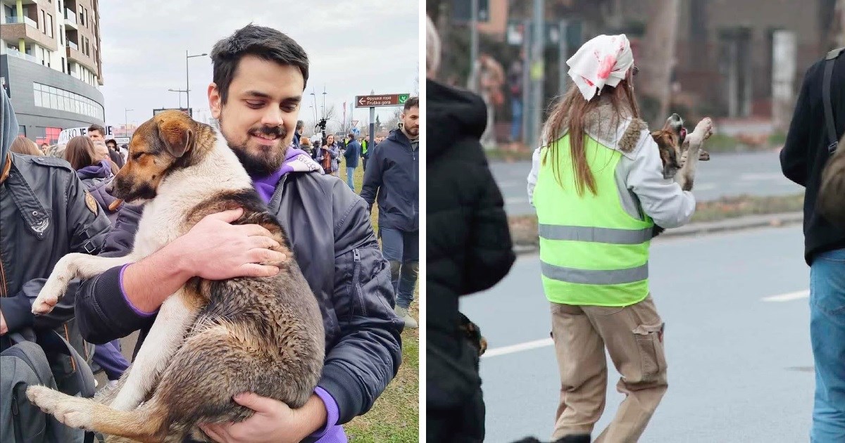 Kujicu Donu su pregazili na prosvjedima u Srbiji. Prosvjednici će joj podići spomenik