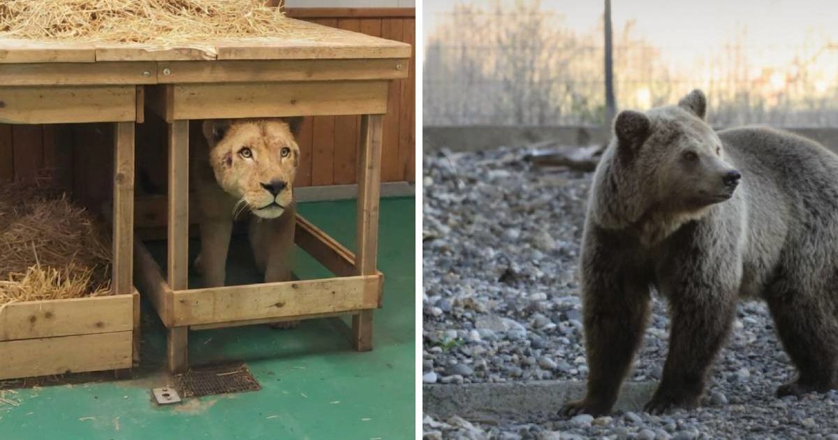 Lav i medvjedica koji su u Albaniji držani kao ljubimci dobili novi dom u Njemačkoj