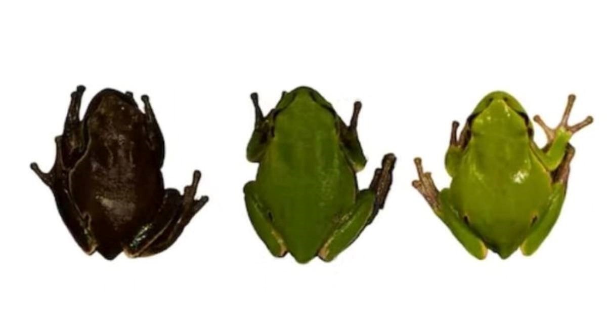 Žabe u Černobilu zbog radijacije postaju crne, evo zašto