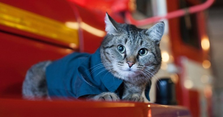 Mačak Semjon živi u vatrogasnoj postaji, a ima i jako važan zadatak na poslu