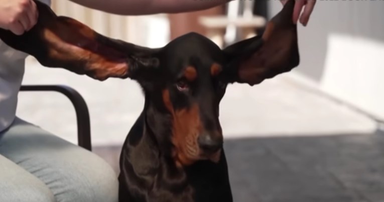 Kujica Lou ušla u Guinnessovu knjigu rekorda zbog ušiju dugih 34 centimetra