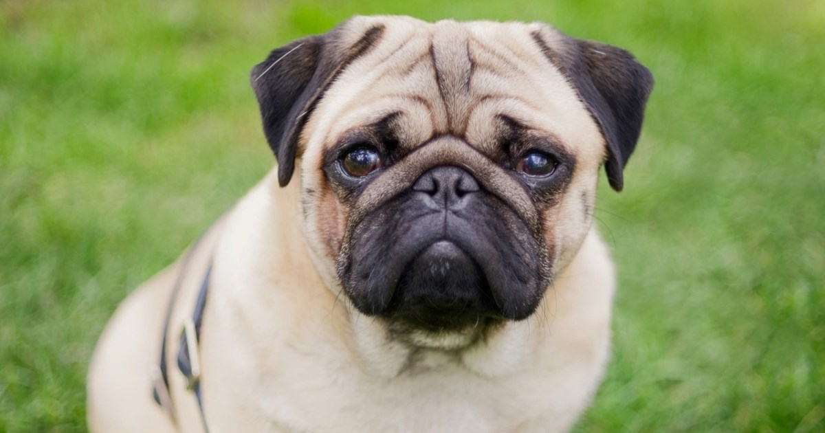 Pet pasmina pasa koji ne laju puno i idealni su za starije osobe