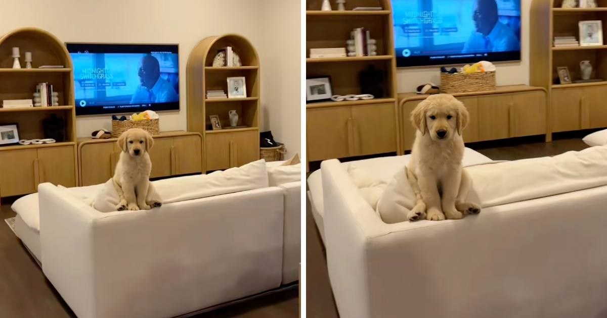 Štene zlatnog retrivera koje promatra vlasnike raznježilo ljude, pišu: Presladak je