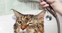 Doznajte kako najlakše okupati mačku