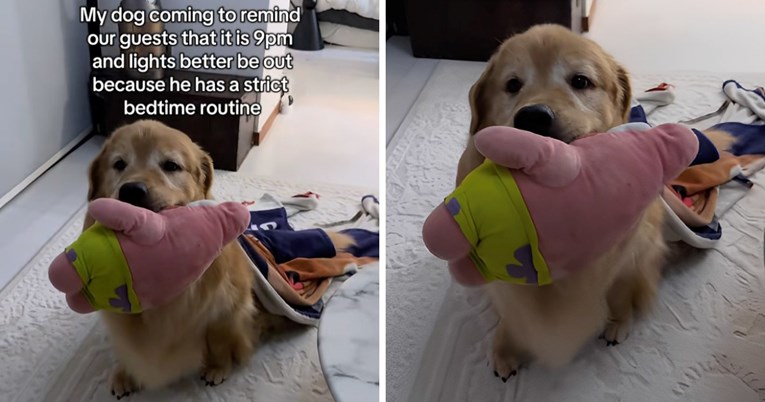 Zlatni retriver tjera goste na spavanje točno u 21 sat, video je hit
