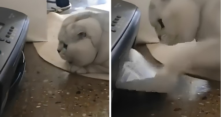 VIDEO Pogledajte urnebesni video mace i njezinog neprijatelja printera