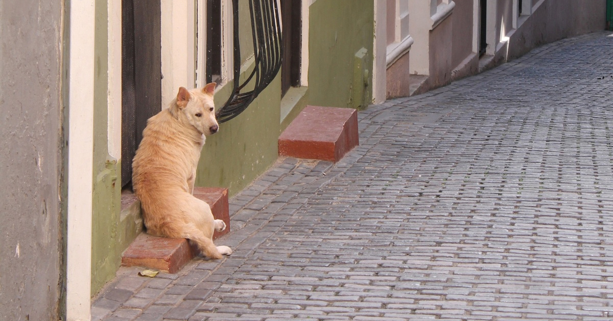 Policija našla psa ukradenog u Italiji prije 7 godina. Vlasnica: "Plakala sam"