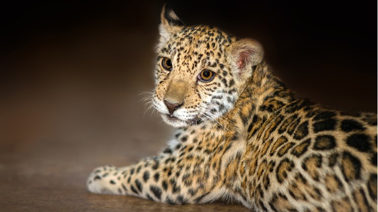 Beba jaguar je pala u duboki bunar i bespomoćno plakala
