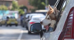 Borba protiv vrućine: Pas u Zagrebu hladi se kroz otvoreni prozor