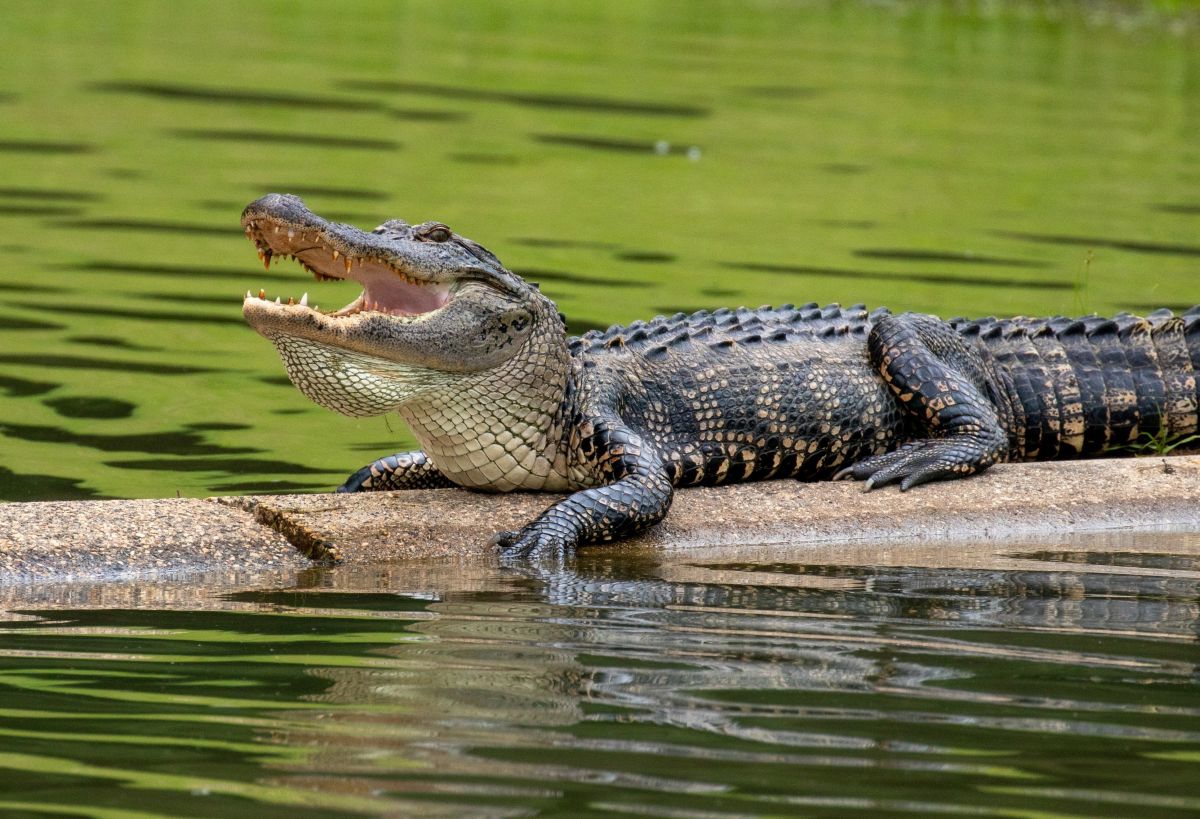 Muškarac pecao na Floridi. Ubio ga aligator