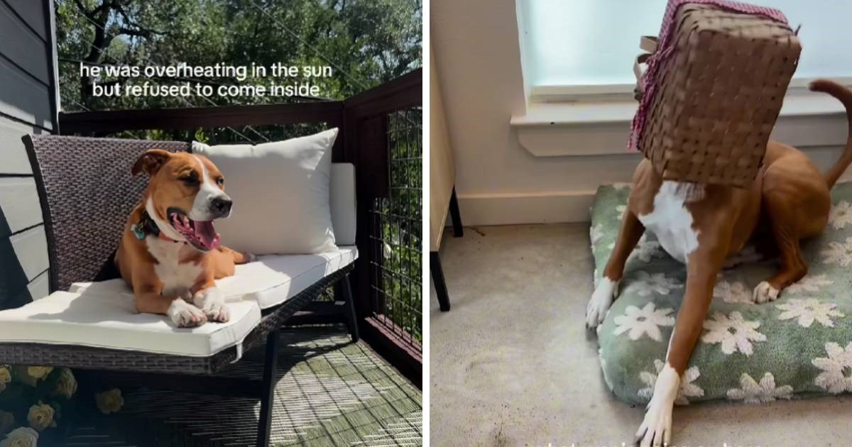 Vlasnica uvjerena da njen pas ima jednu moždanu stanicu, video je postao hit