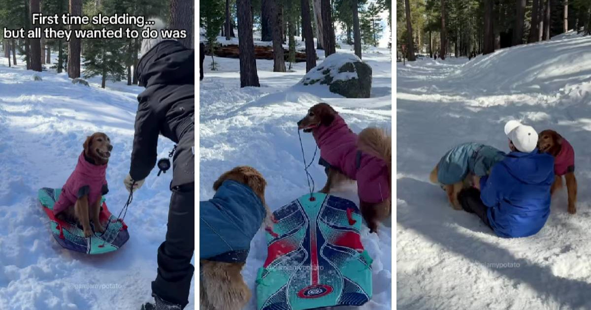 VIDEO Prvo sanjkanje zlatnih retrivera pretvorilo se u sasvim drukčiju igru