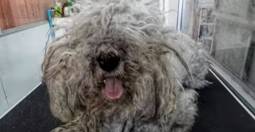 Nakon što su ga očistili i ošišali, ovaj pas nije se prestajao smijati