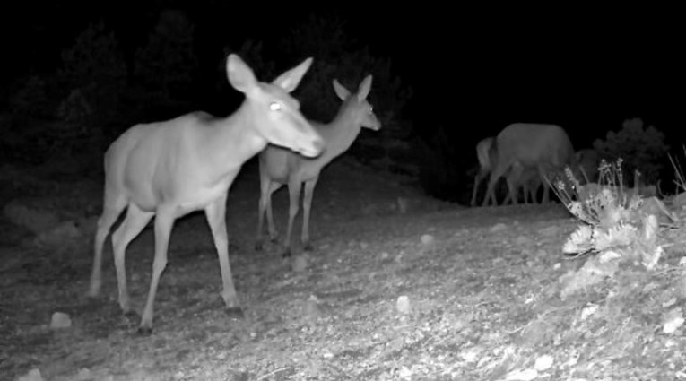 VIDEO Kamere u Paklenici snimile pravo životinjsko carstvo