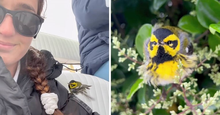 Ptičica izgubljena na pučini našla spas na brodu dobrih ljudi