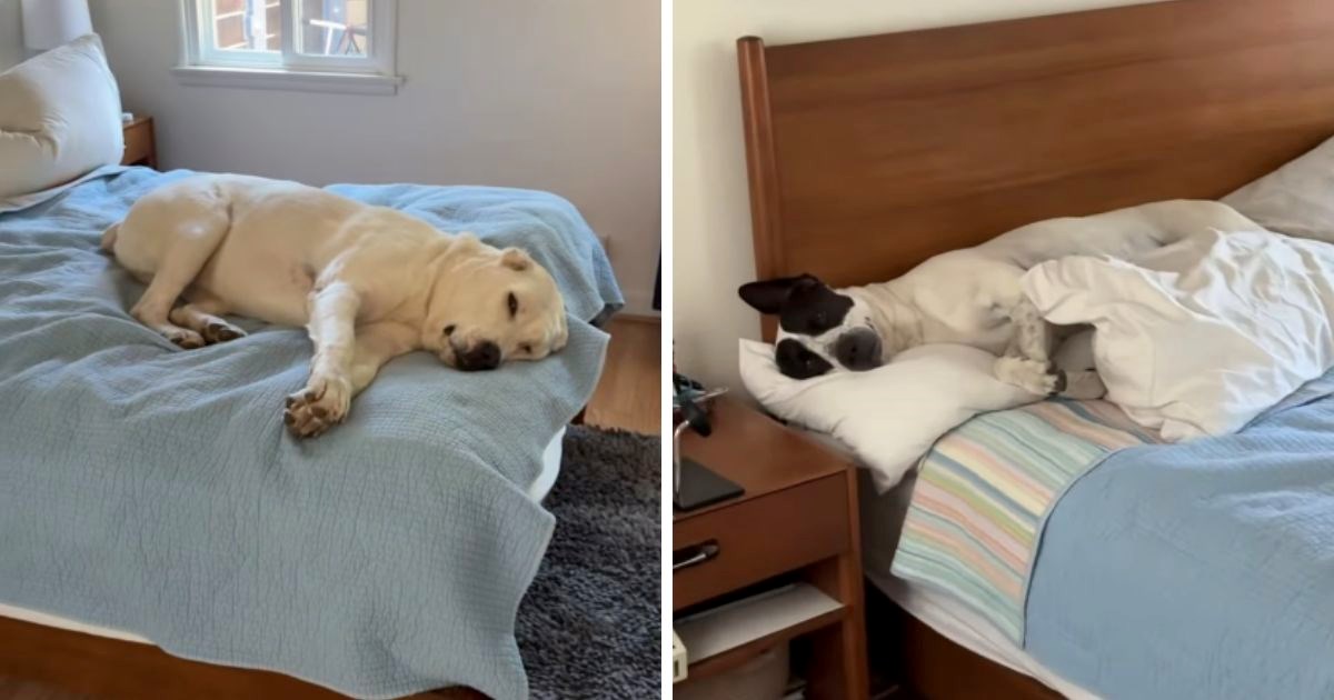 Vlasnik pokušao postidjeti lijene pse, njihova nezainteresiranost će vas nasmijati