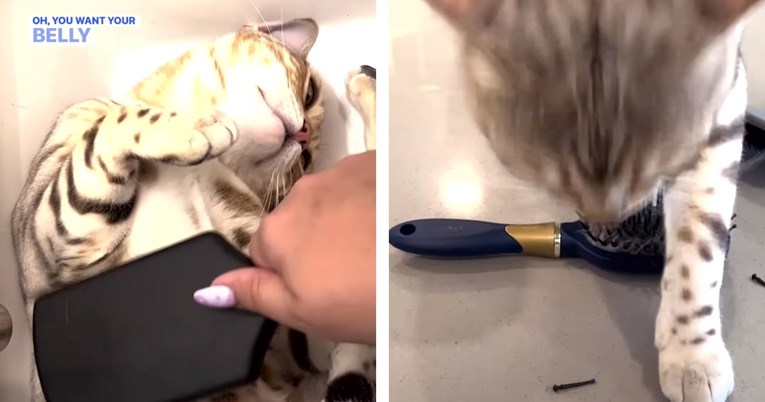 VIDEO Mačka izgrizla četku jer ju je vlasnica zaboravila počešljati