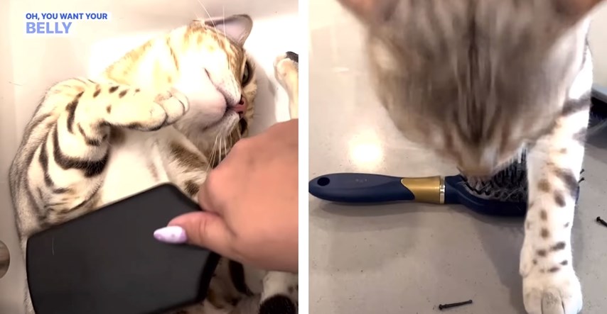 VIDEO Mačka izgrizla četku jer ju je vlasnica zaboravila počešljati