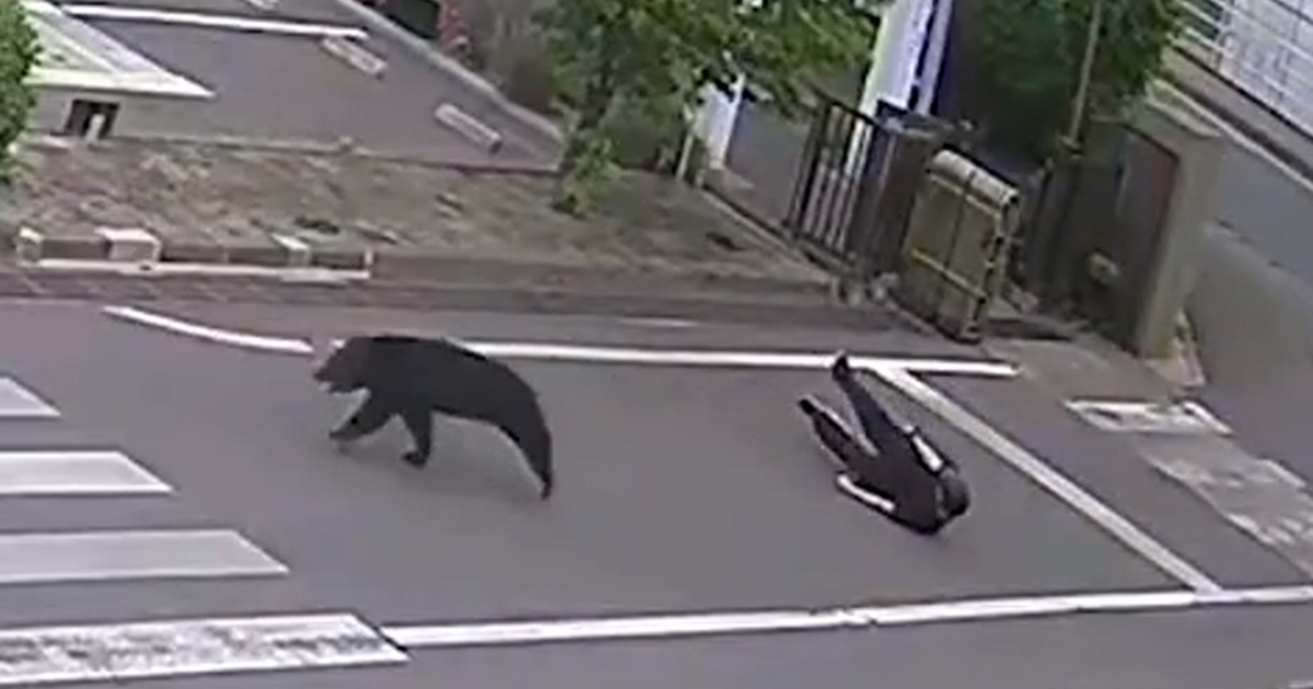 VIDEO Medvjed napao četvero ljudi u Japanu i pobjegao. Građanima izdano upozorenje