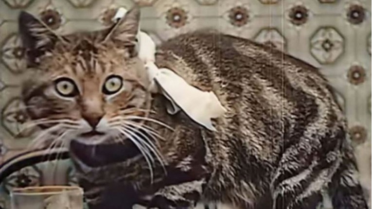 Zaboravljeni isječak filma iz 1906. dokazuje da su mačke uvijek bile mačke
