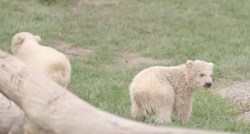 Zoološki vrt u Nizozemskoj prvi put predstavio mladunče polarnog medvjeda