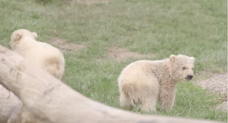 Zoološki vrt u Nizozemskoj prvi put predstavio mladunče polarnog medvjeda