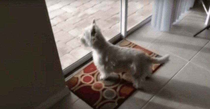 Ovaj pas se preselio u novi dom, a ono što je bilo u dvorištu ga je oduševilo