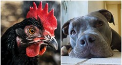 Slijepa kokoš ima psa vodiča: Godinama živi s pitbullom i nerazdvojni su