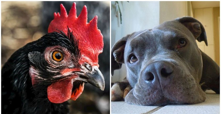Slijepa kokoš ima psa vodiča: Godinama živi s pitbullom i nerazdvojni su