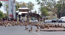 Stotine gladnih majmuna bore se na ulicama oko hrane: Panika u Tajlandu zbog malog broja turista