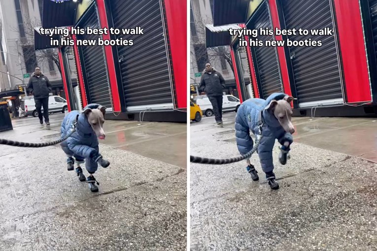 Talijanski hrt ne zna hodati u zimskim čizmama, video je hit