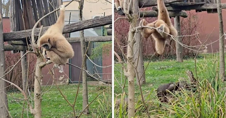 Gibonica iz ZOO-a Zagreb uživa u zabavnom reality showu: Glavne zvijezde su vidre