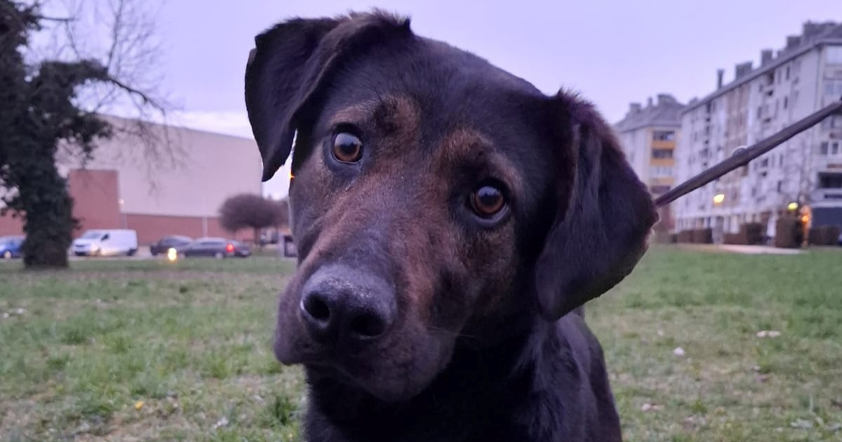 Mladi Šiljo traži dom i nekoga koga će voljeti