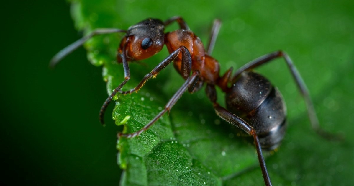Mravi izvode operacije kako bi spasili živote svojih prijatelja