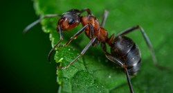 Mravi izvode operacije kako bi spasili živote svojih prijatelja
