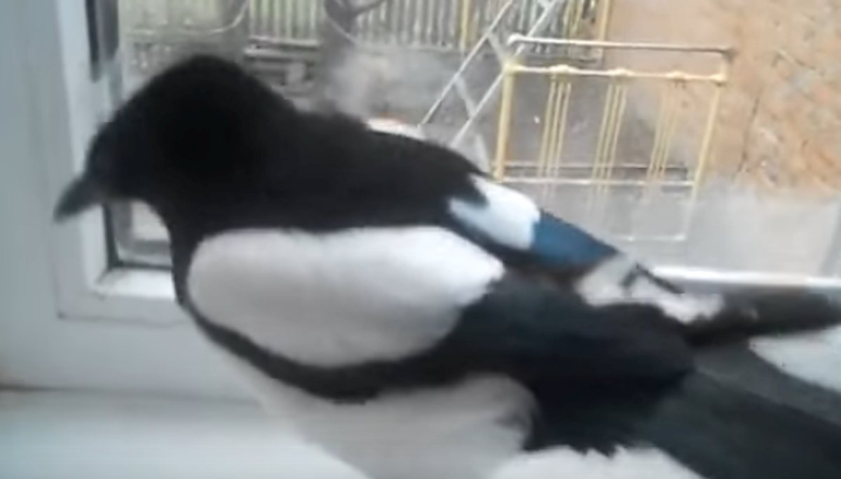 Spasili su život svraki, ona im svakog dana dođe zahvaliti na presladak način