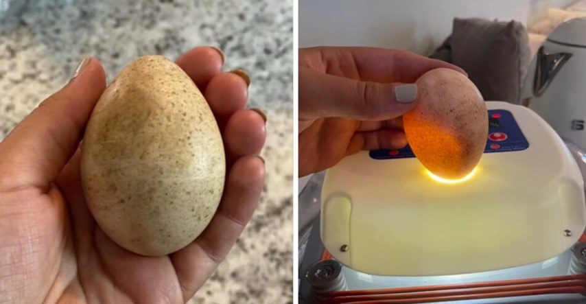 Pas u vrtu pronašao jaje, za 25 dana uslijedilo je iznenađenje