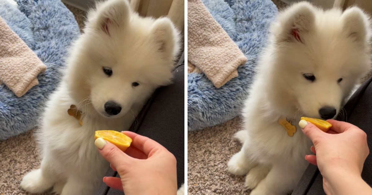 Mladi samojed prvi put je probao limun, njegova reakcija nasmijala je mnoge