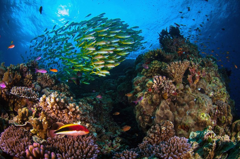 Znanstvenici: Probiotici bi mogli zaštititi Veliki koraljni greben od izbjeljivanja
