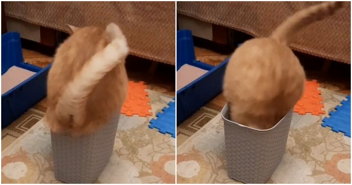 Pogledajte urnebesan video mačka koji pokušava sjesti u premalenu kutiju
