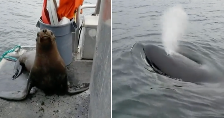 Žena potjerala morskog lava među gomilu gladnih orki pa podijelila internet